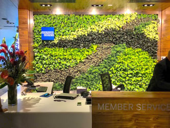 Interior Plant Design Austin - Office Space