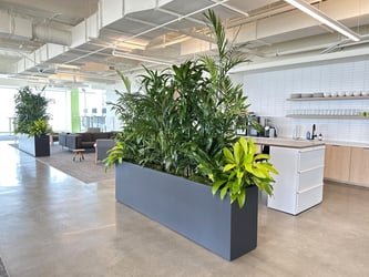 Interior Plant Design Tampa - Indoor Plants