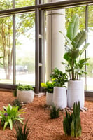 Plants in Northwest Center's Atrium