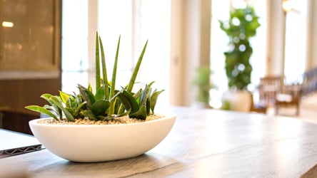 Natura-Sept23-FBInterior Plant Design Dallas - IndoorPlants